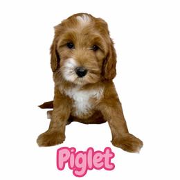 Piglet - Red female Australian Labradoodle puppy in Upland, California from Kings Labradoodles