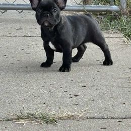 Mia - Brindle female French Bulldog puppy in Rayville, Missouri from Pelis French Bulldogs