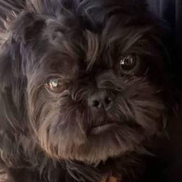 Jolie - Shih Tzu