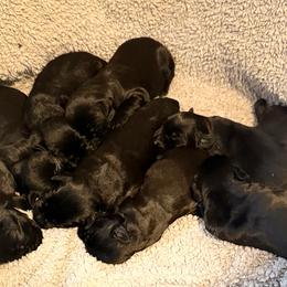 Girl 5 - Black female Giant Schnauzer puppy in Bois D’arc, Missouri from Down Low Kennels
