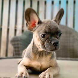French Bulldogs from Kaseys Frenchies