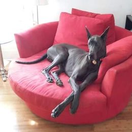 Great Dane All Grown Up from Coleridge Blue Great Danes
