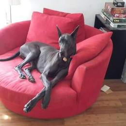 Great Dane All Grown Up from Coleridge Blue Great Danes