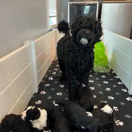 Fallout - Portuguese Water Dog