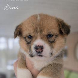 Luna - Red and white female American Corgi puppy in Centerville, Tennessee from Katerina's American Corgis