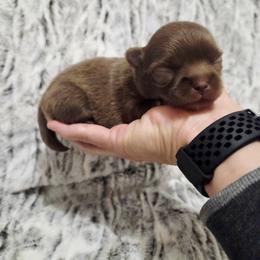 Light choc. boy - Chocolate male Chihuahua puppy in Richmond, Virginia from Breens