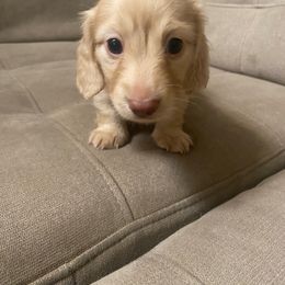 Dachshund Puppies from Hetu's Dachshunds