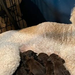 Labradoodles from Country Pups Poodles & Doodles