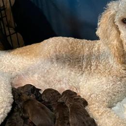 Labradoodles from Country Pups Poodles & Doodles