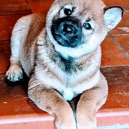 Shiba Inu from Cage-Free Shiba Inus of Iowa