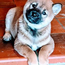 Shiba Inu from Cage-Free Shiba Inus of Iowa