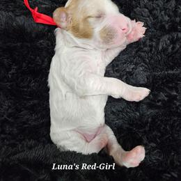 Red Girl - Parti female Labradoodle puppy in Payson, Utah from Utah County Labradoodles