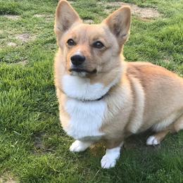 Pembroke Welsh Corgis from Precious Valley Corgi