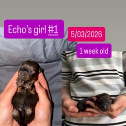 Echos girl 1 - Chocolate and tan female Dachshund puppy in Grand Junction, Michigan from J.C fur babies