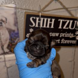 Joyce - Brindle female Shih Tzu puppy in Madera Acres, California from California Shih Tzu’s