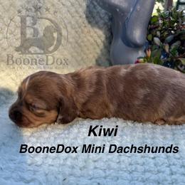 Kiwi - Dapple male Dachshund puppy in Lexington, Oklahoma from BooneDox Miniature Dachshunds