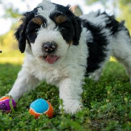 Walker - Black and white male Bernedoodle puppy in Stuart, Oklahoma from G Ridge Kennels