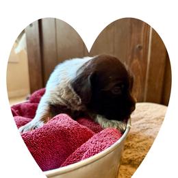 Willow - Brown and gray female Wirehaired Pointing Griffon puppy in California from Rocking S Griffons