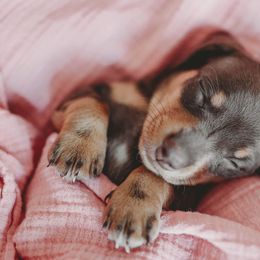 Dachshund Puppies from Long Little Dog Ranch