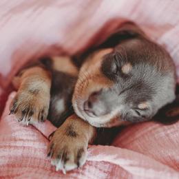Dachshund Puppies from Long Little Dog Ranch