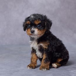 Bella - Black and tan female Cavapoo puppy in Apple Creek, Ohio from Grandeur Valley Puppies