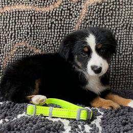 Starz - Black Miniature Australian Shepherd puppy in Muldrow, Oklahoma from 3B Aussies