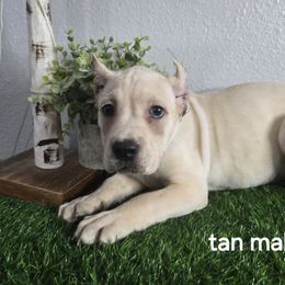 Tan collar - Fawn male Cane Corso puppy in St. Augustine, Florida from RG2 Cane Corsos