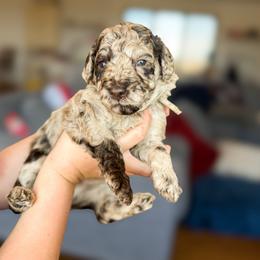 Timber - Chocolate merle male Bernedoodle puppy in Fort Collins, Colorado from Front Range Family Doodles