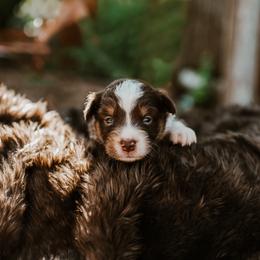 Tangos Triple Sevens - Red tri female Miniature Australian Shepherd puppy in Englewood, Florida from Tango Auusies & Minature American Shepherds