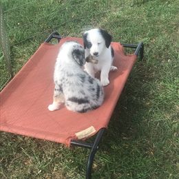 Australian Shepherd Puppies from Susquehannock Aussies