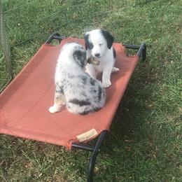 Australian Shepherd Puppies from Susquehannock Aussies