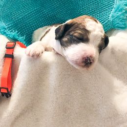 Goldendoodle Puppies from Lake Road Doodles