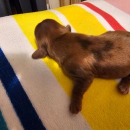 Hershey - Chocolate female Dachshund puppy in Strong, Arkansas from Dachshunds R Us