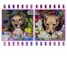 Dachshund Puppies from CLARK'S BREEDING PROGRAM