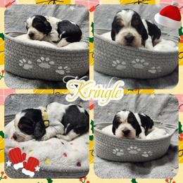 Kringle - Black white and tan male English Springer Spaniel puppy in Westover, Maryland from Sterling's springer Haven
