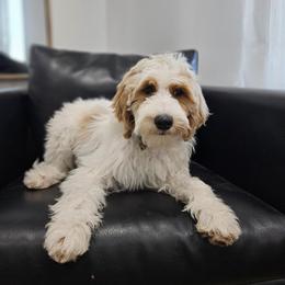 Labradoodles from Ithilien Labradoodles