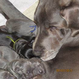 Great Dane Puppies from WYSIWYG Great!Danes