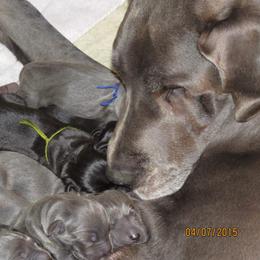 Great Dane Puppies from WYSIWYG Great!Danes