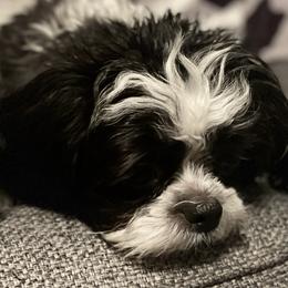 Shih Tzus from Dee's Shih Tzus