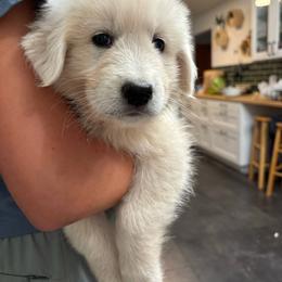 Brown collar boy - White male Maremma Sheepdog puppy in Kalamazoo, Michigan from Wild at Farm