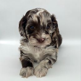 Cupid - Brown merle male Aussiedoodle puppy in Ruskin, Florida from Reigning Doodles