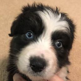 Australian Shepherd Puppies from Wagon Wheel Aussies