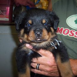 Rottweiler Puppies from LAKEVIEW KENNEL
