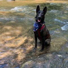 Belgian Malinois All Grown Up from E-Quality Kennels