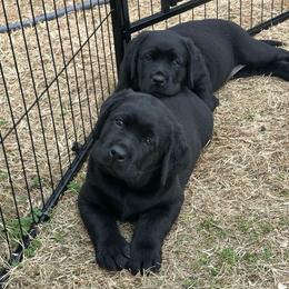 Labrador Retriever Puppies from Westport Labradors