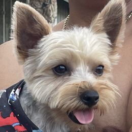 Buddy - Yorkshire Terrier