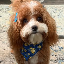Sundance - Cavapoo