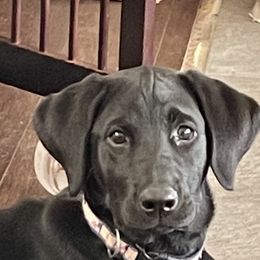 Labrador Retriever Puppies from Cary’s Buck Creek Retrievers