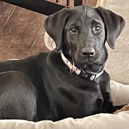 Labrador Retriever Puppies from Cary’s Buck Creek Retrievers