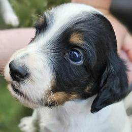 Girl 3 - Tri Full Mask - Blue belton and tan (tri-color) female English Setter puppy in Boise, Idaho from English Setters of the Eyrie